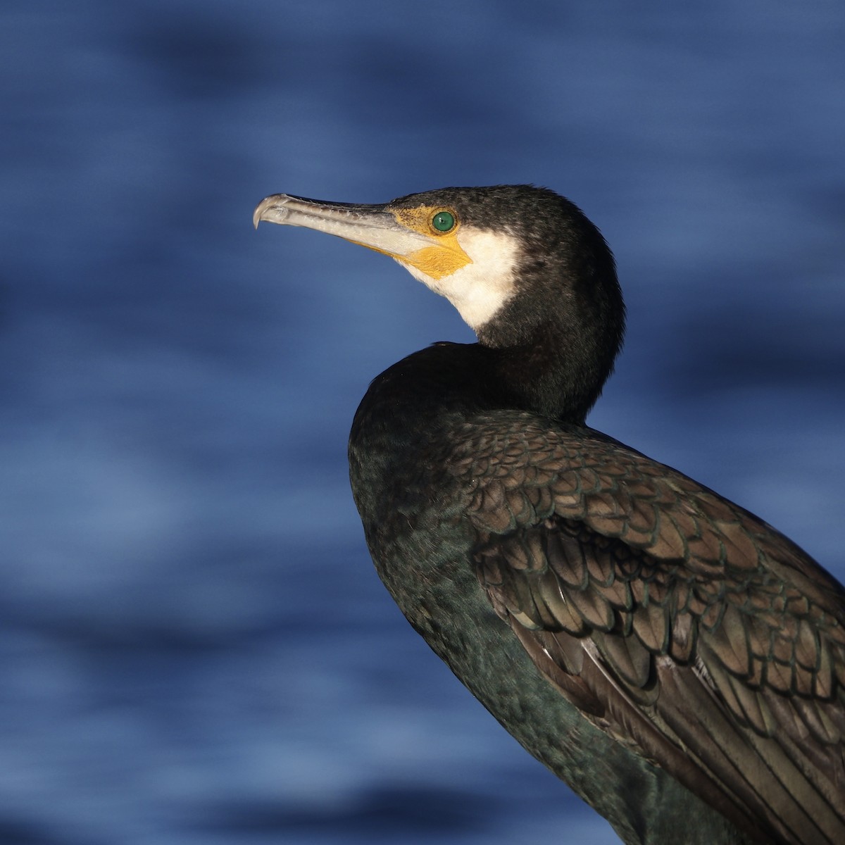 Great Cormorant - ML644924547
