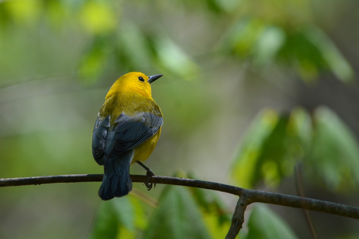 オウゴンアメリカムシクイ - ML644924553