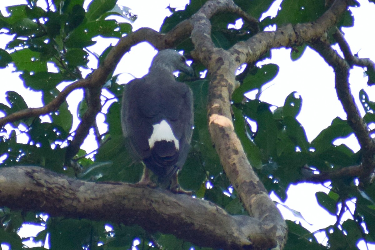 Gray-headed Fish-Eagle - ML644924554