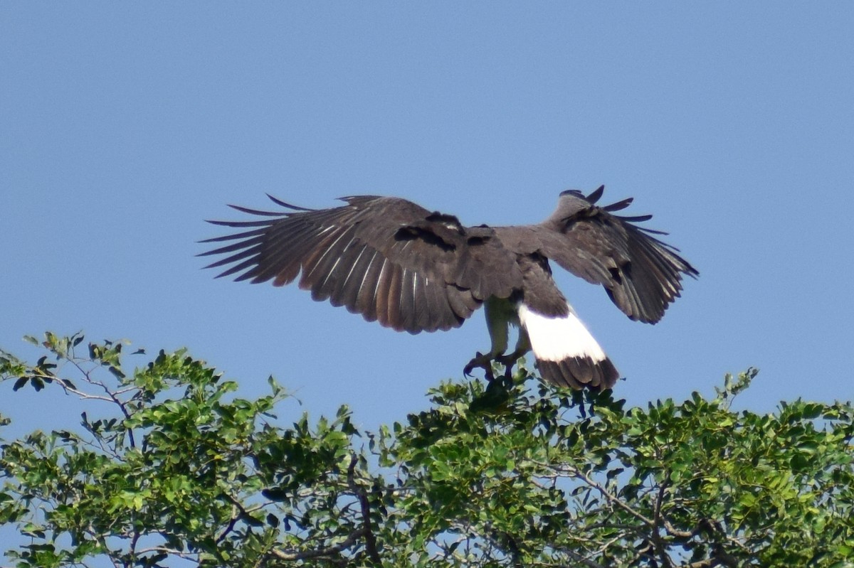 Gray-headed Fish-Eagle - ML644924555
