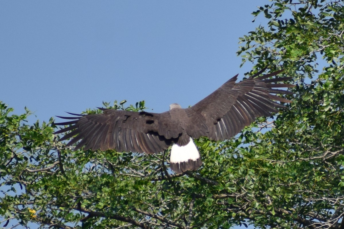 Gray-headed Fish-Eagle - ML644924556
