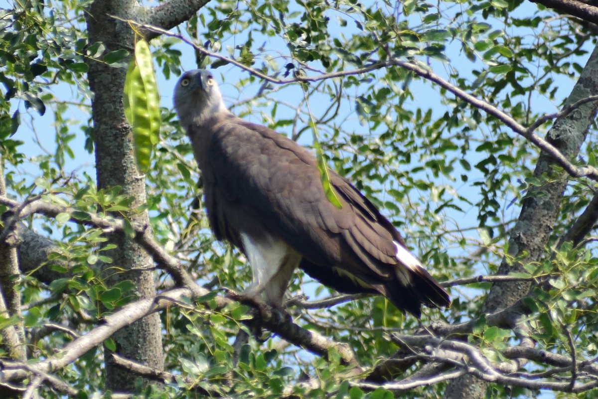 Gray-headed Fish-Eagle - ML644924557