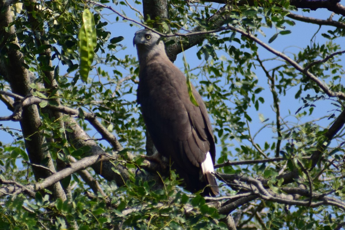 Gray-headed Fish-Eagle - ML644924558