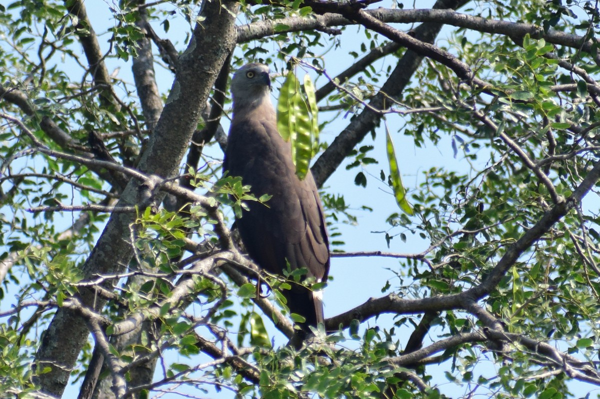Gray-headed Fish-Eagle - ML644924559