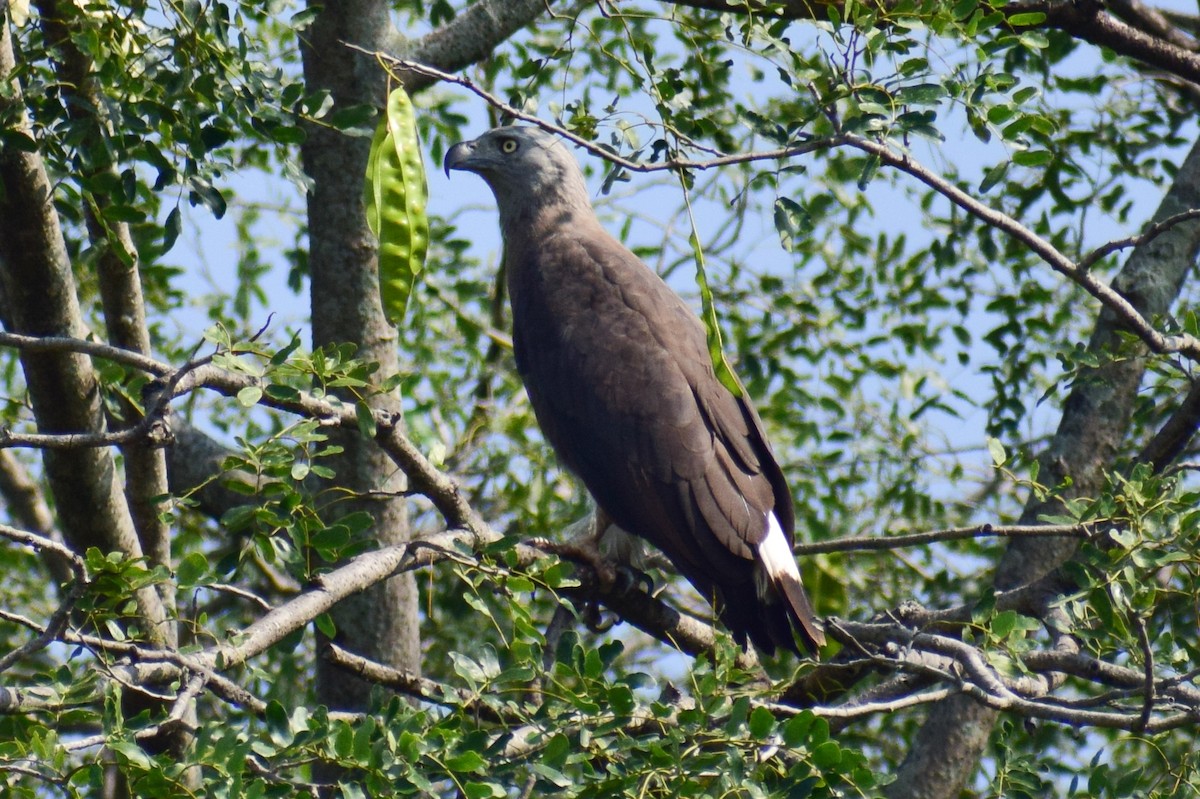 Gray-headed Fish-Eagle - ML644924560