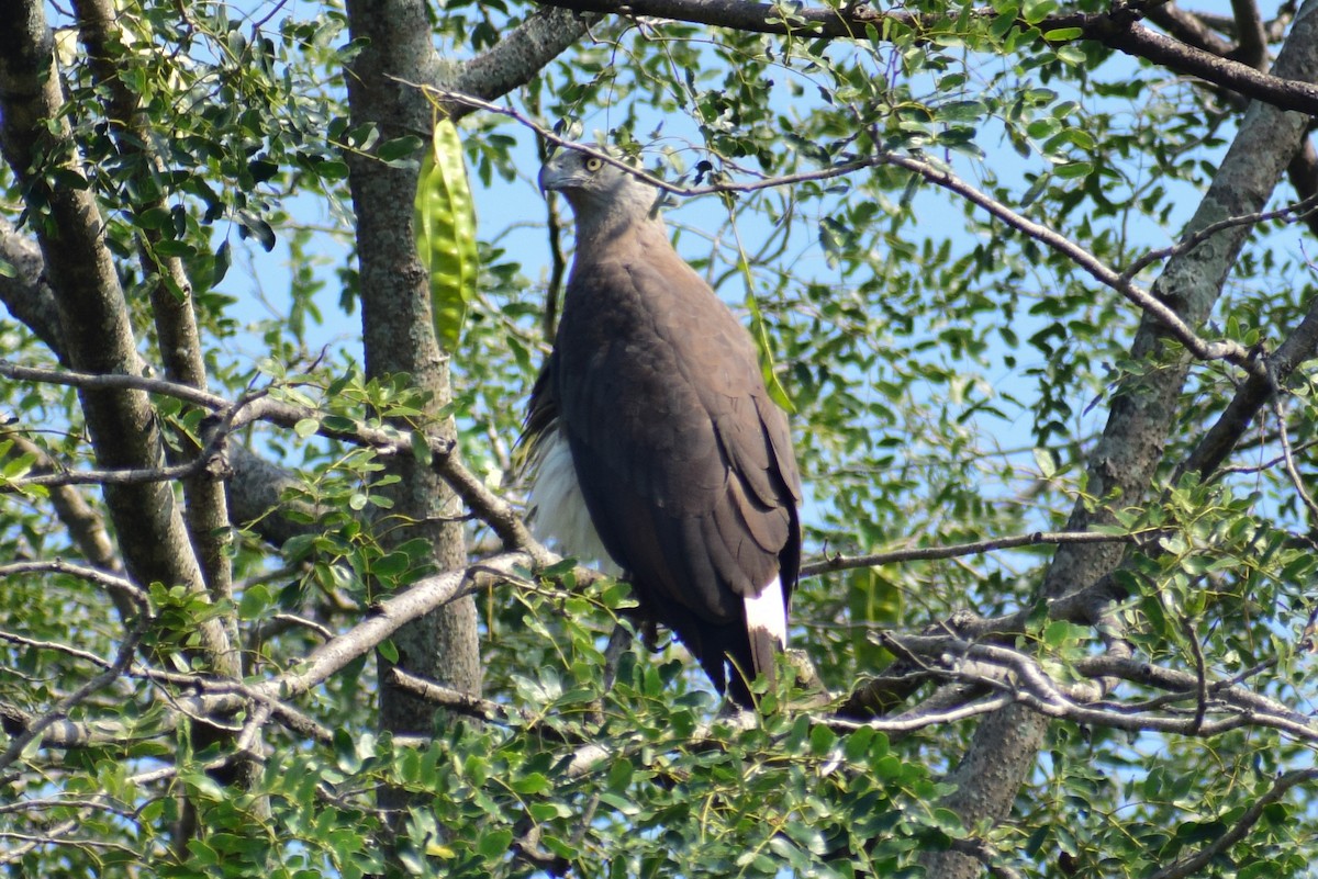 Gray-headed Fish-Eagle - ML644924561