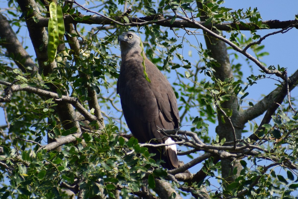 Gray-headed Fish-Eagle - ML644924562