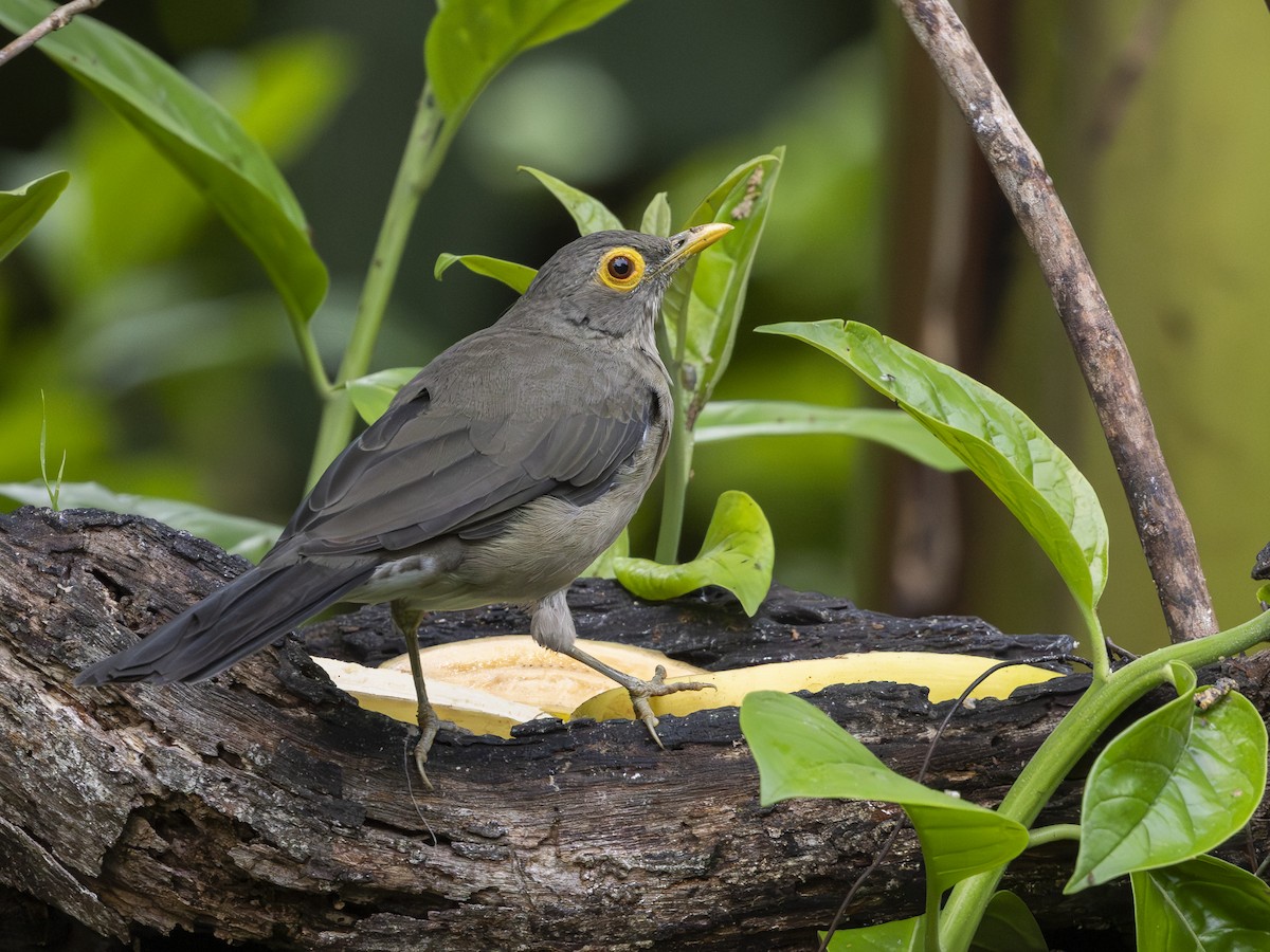 Spectacled Thrush - ML644924564