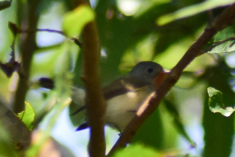 Red-breasted Flycatcher - ML644924569