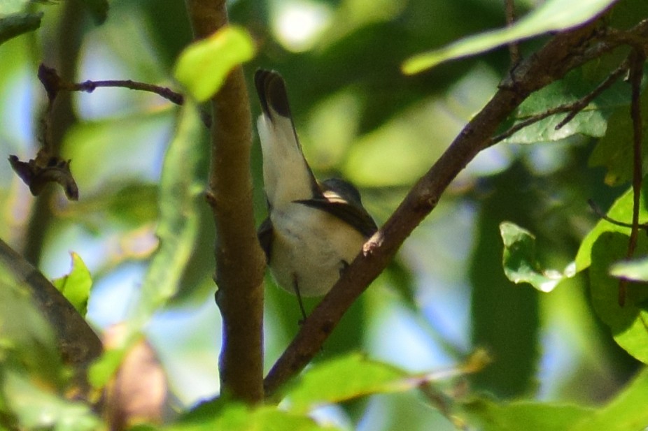 Red-breasted Flycatcher - ML644924570
