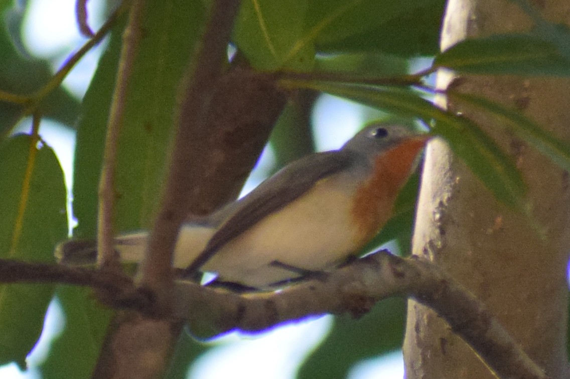 Red-breasted Flycatcher - ML644924571