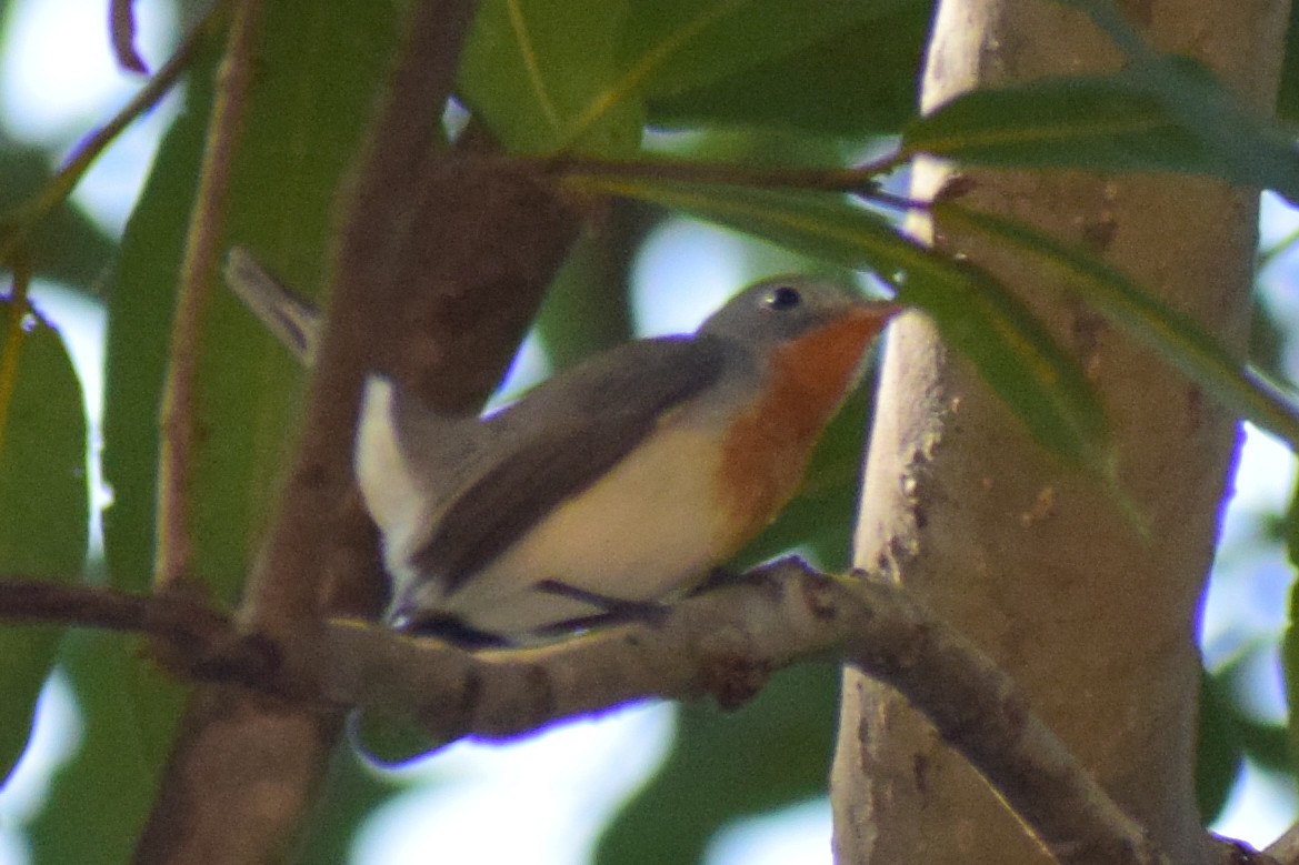 Red-breasted Flycatcher - ML644924572