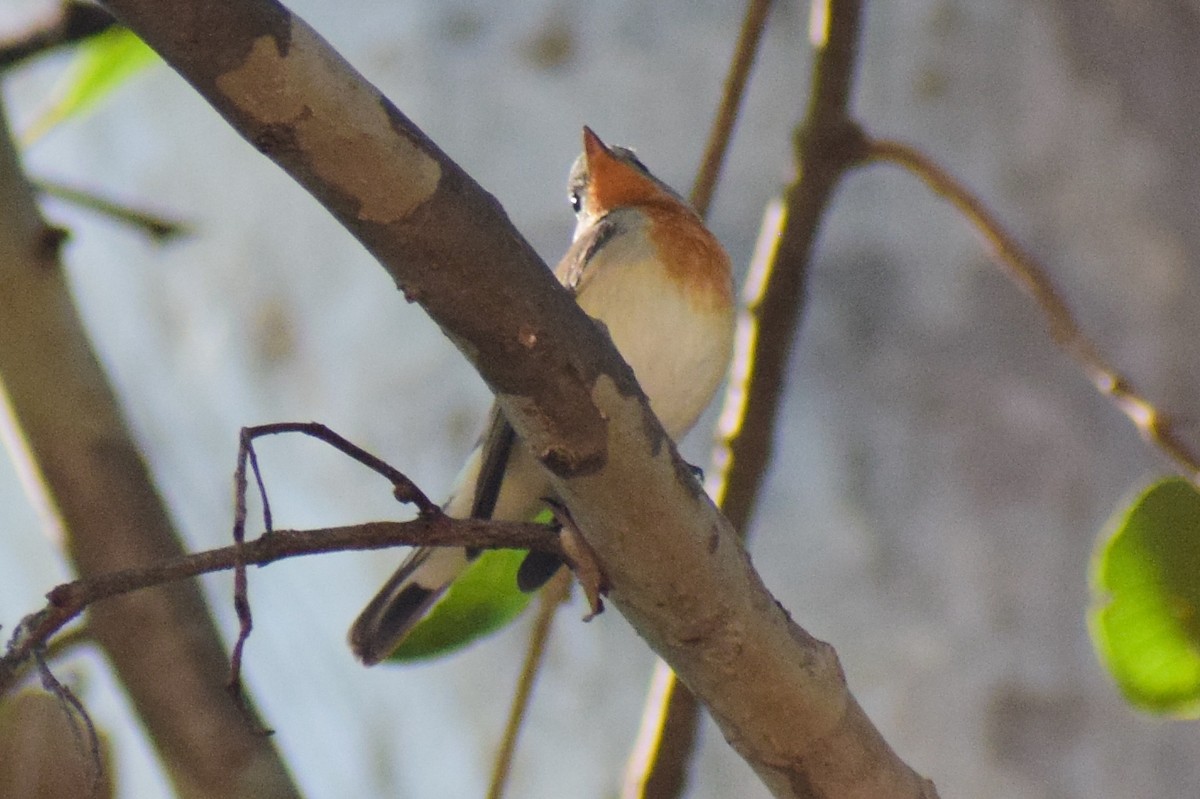 Red-breasted Flycatcher - ML644924573