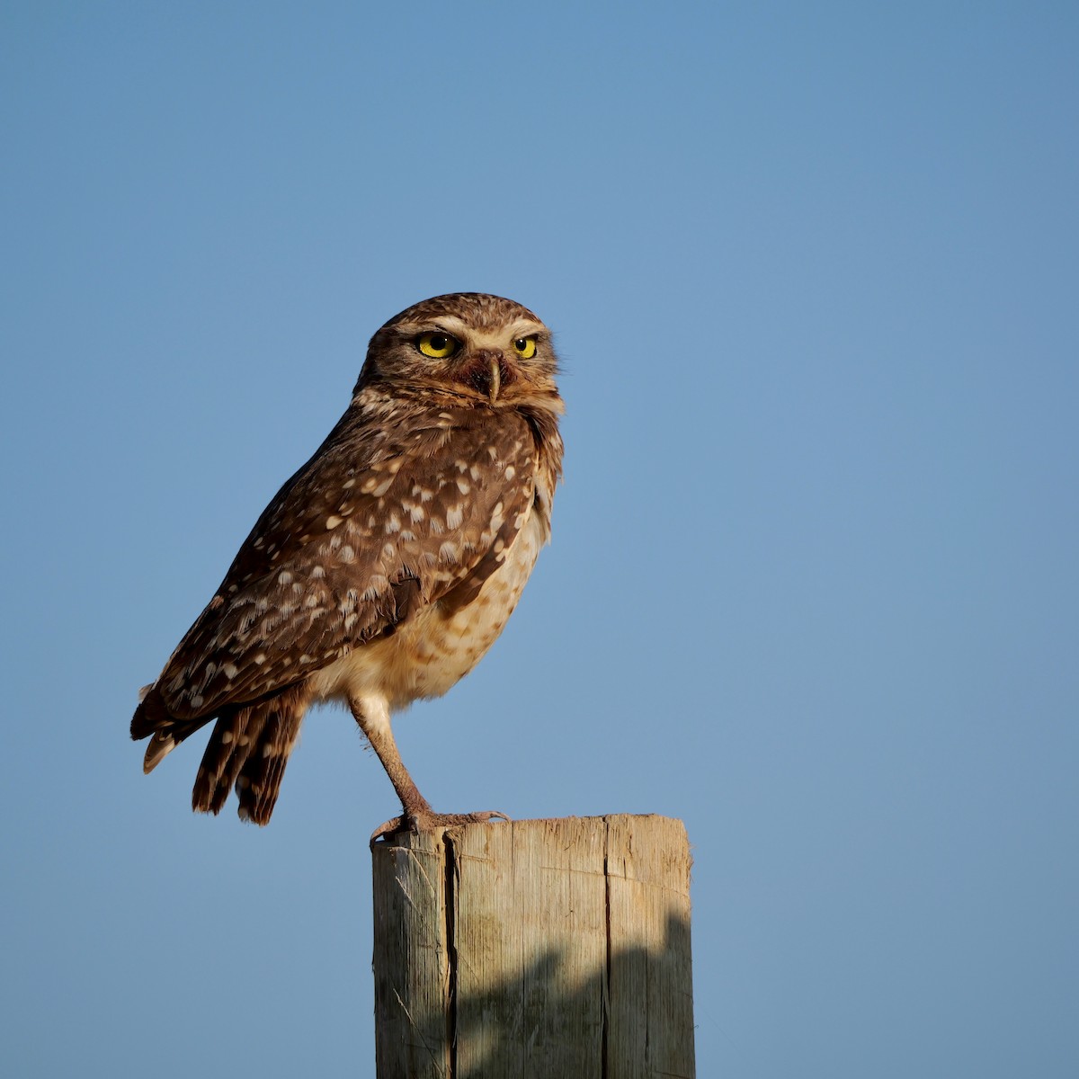 Burrowing Owl - ML644924578