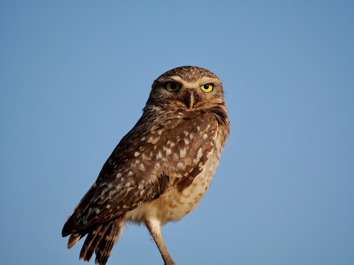 Burrowing Owl - ML644924579