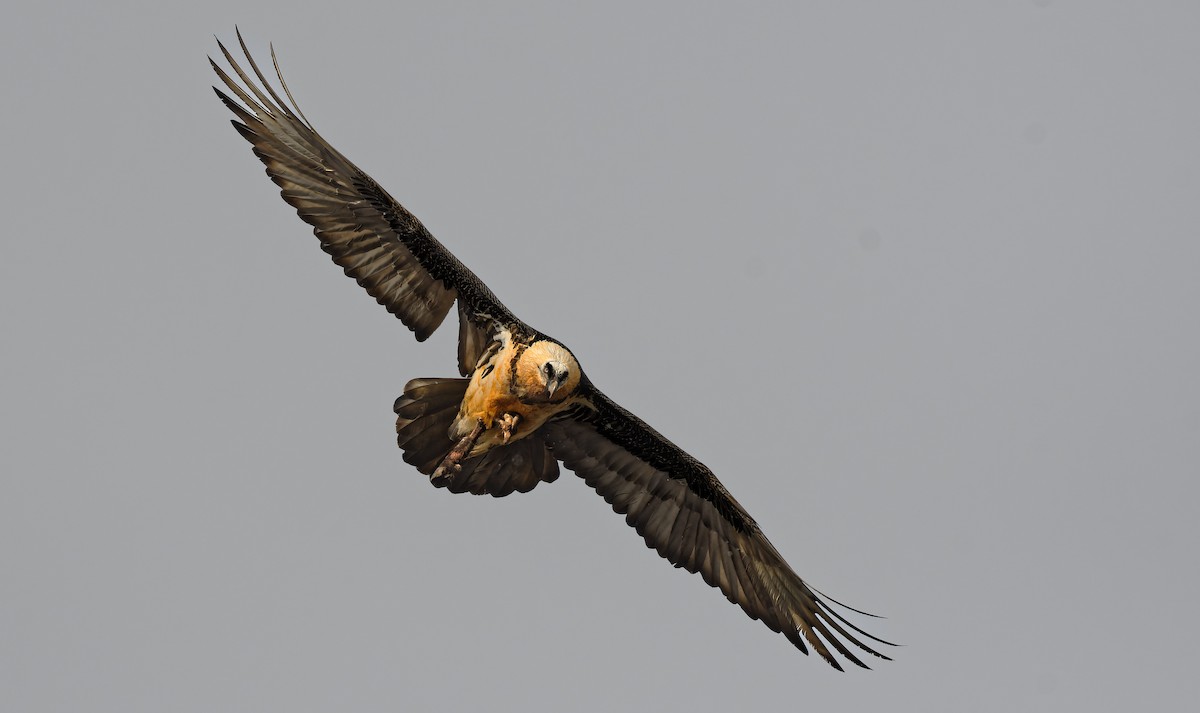 Bearded Vulture - ML644924589