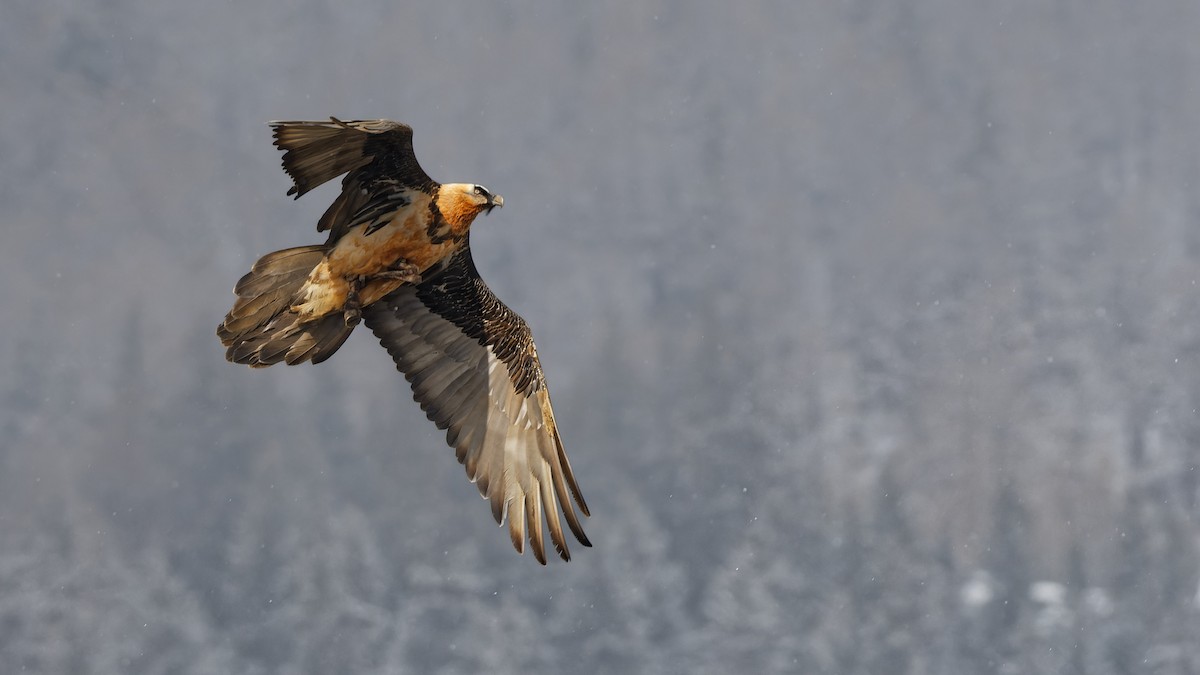 Bearded Vulture - ML644924590