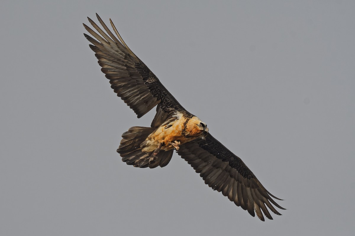 Bearded Vulture - ML644924591
