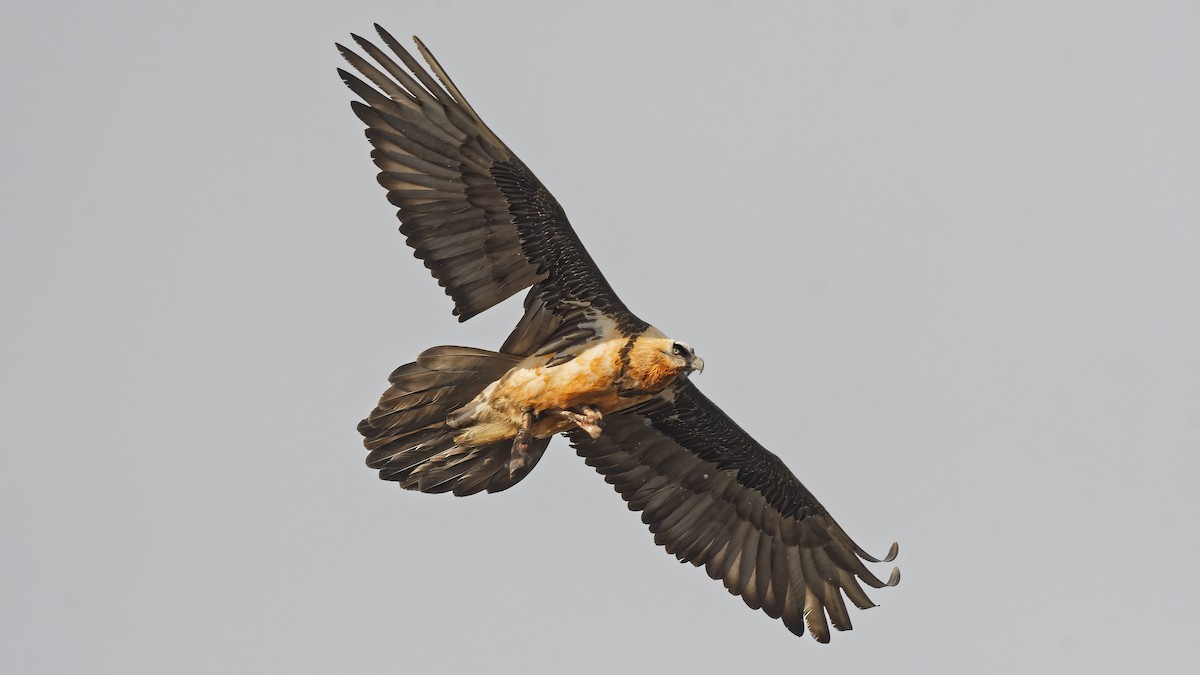 Bearded Vulture - ML644924593