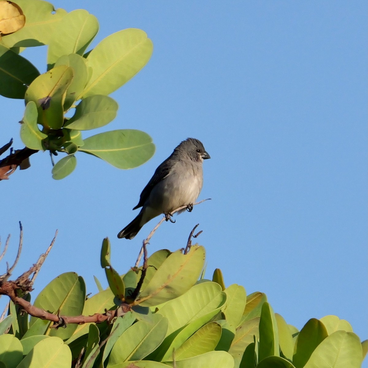 Plumbeous Seedeater - ML644924595