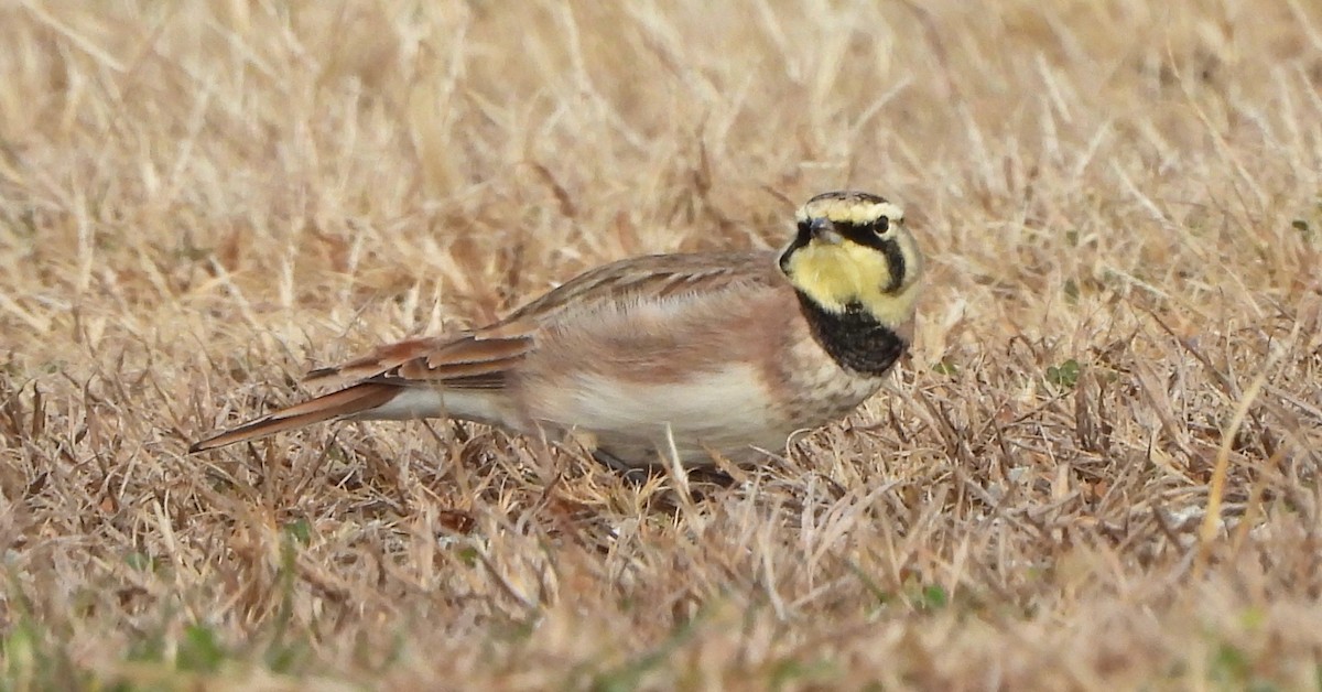 צחיחנית חרמון - ML644924598