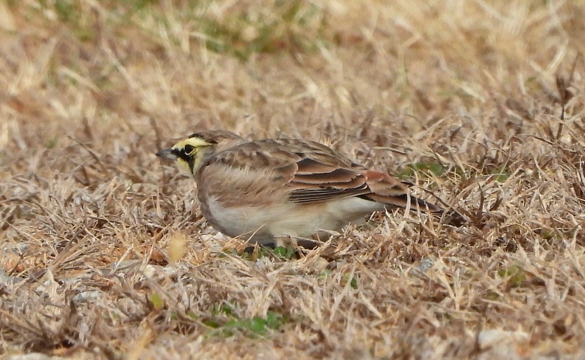 צחיחנית חרמון - ML644924599