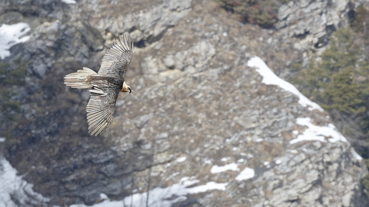 Bearded Vulture - ML644924604
