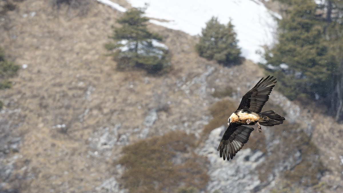 Bearded Vulture - ML644924605