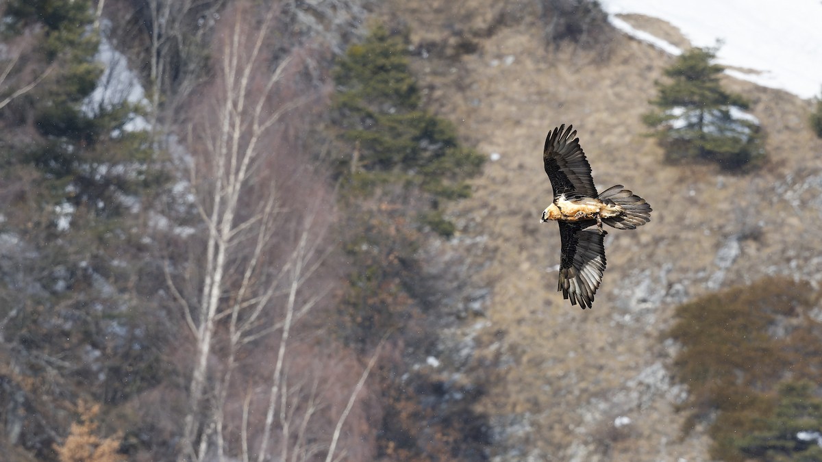 Bearded Vulture - ML644924607