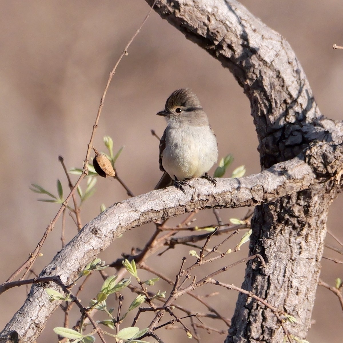 Southern Scrub-Flycatcher - ML644924608