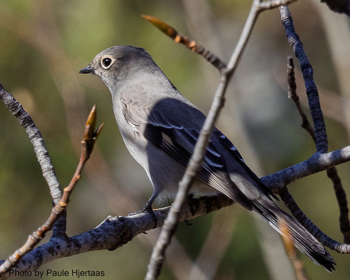 Townsend's Solitaire - ML644924611