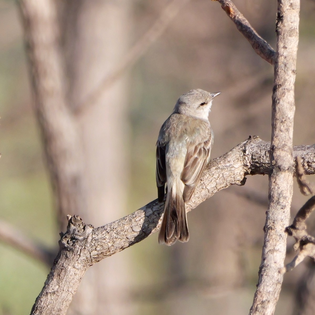 Suiriri Flycatcher - ML644924622