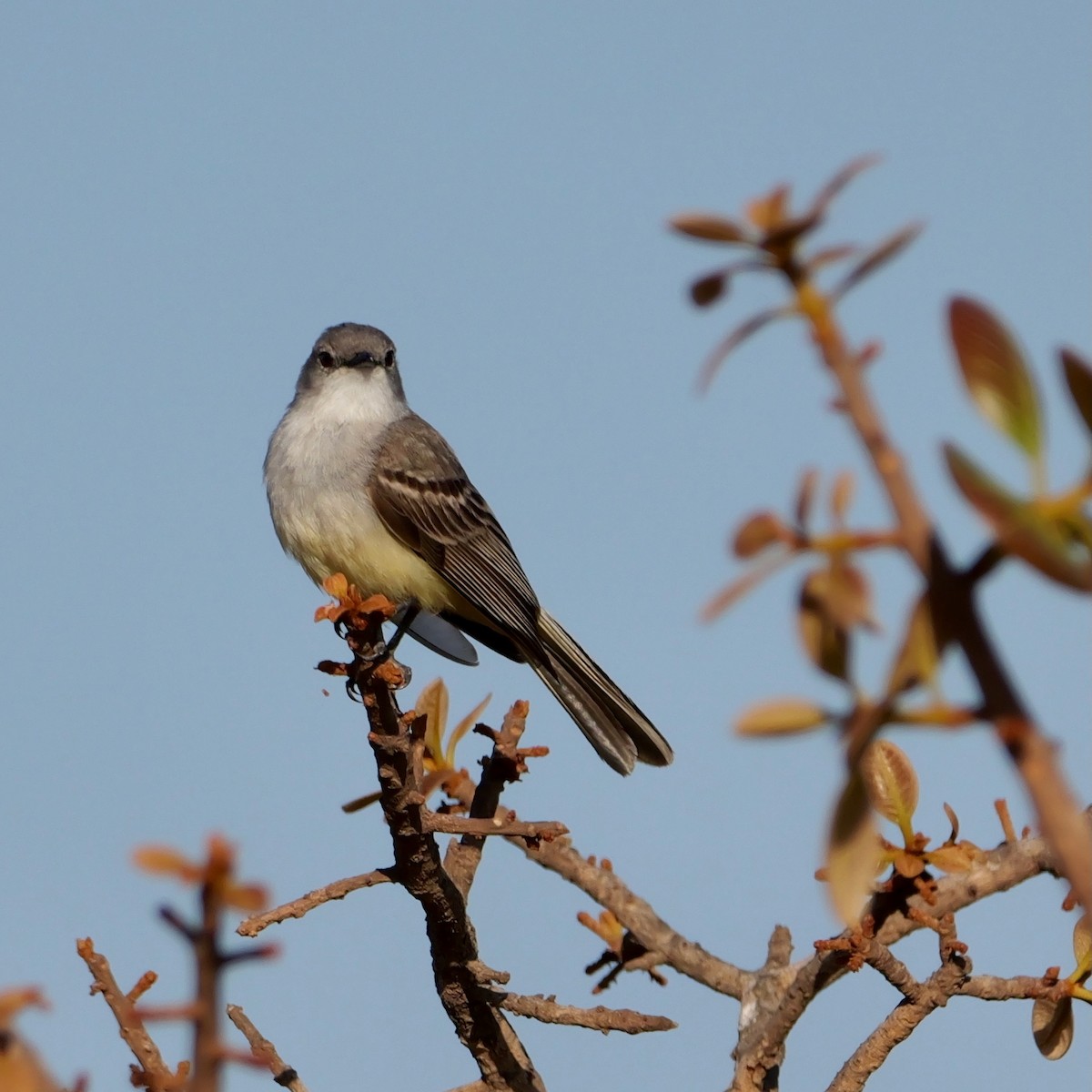 Suiriri Flycatcher - ML644924623