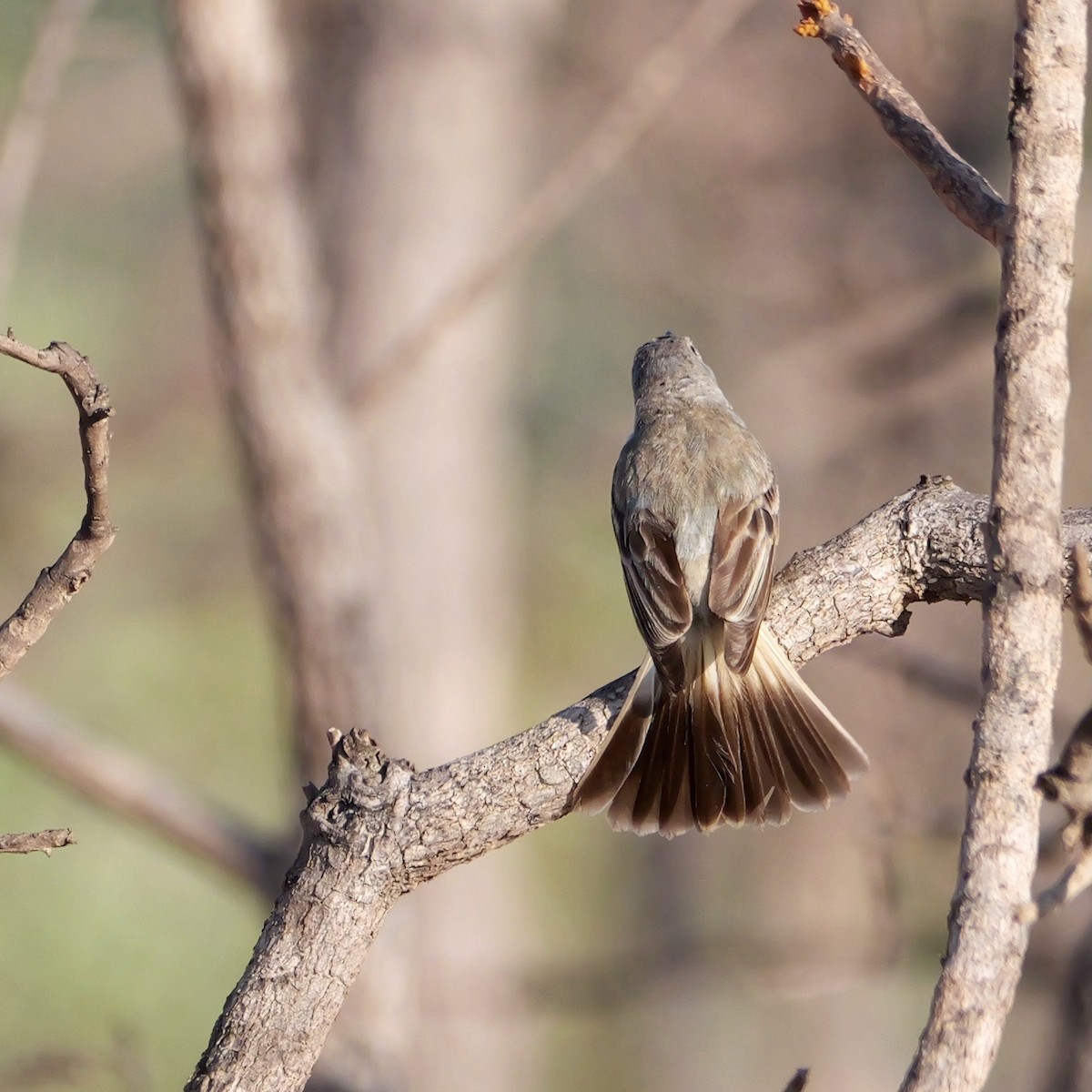 Suiriri Flycatcher - ML644924624