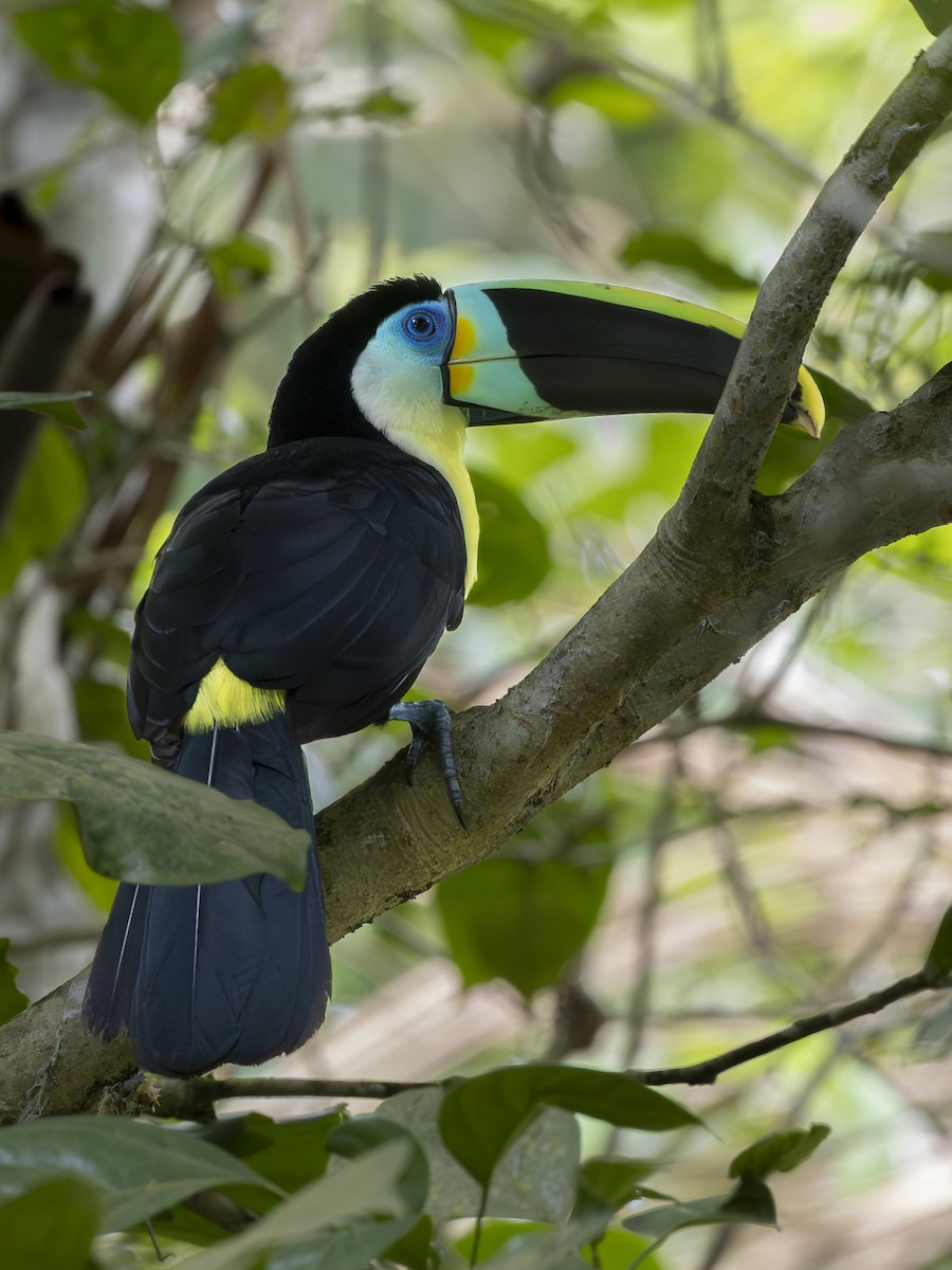 Channel-billed Toucan - ML644924625