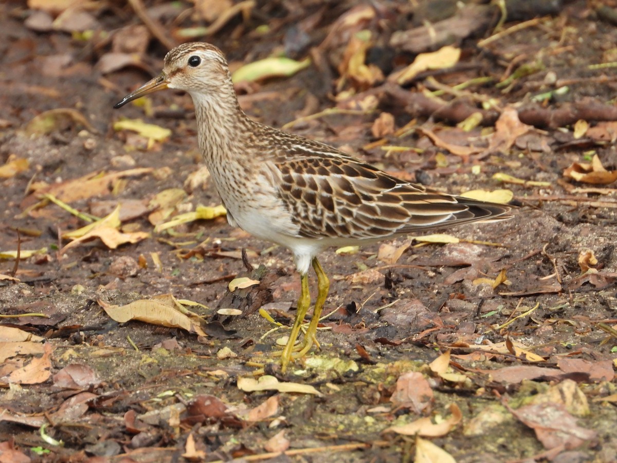 חופית כהת-חזה - ML644924626