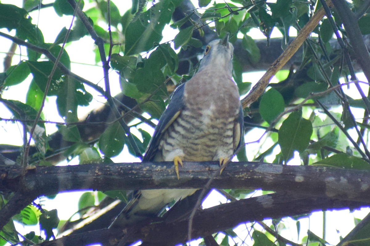 Common Hawk-Cuckoo - ML644924627