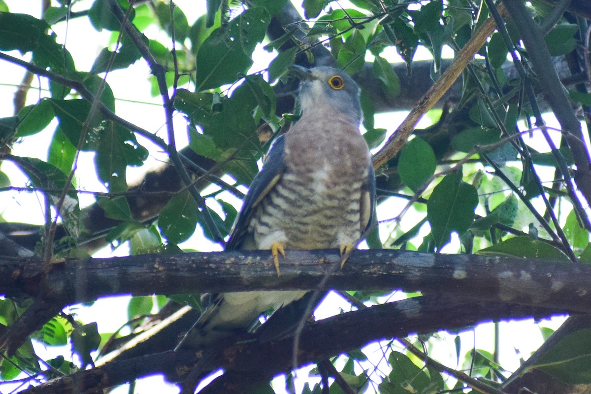 Common Hawk-Cuckoo - ML644924628