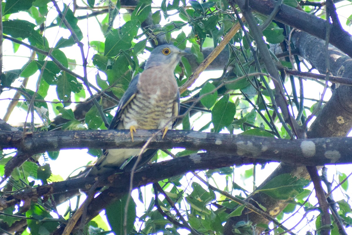 Common Hawk-Cuckoo - ML644924629