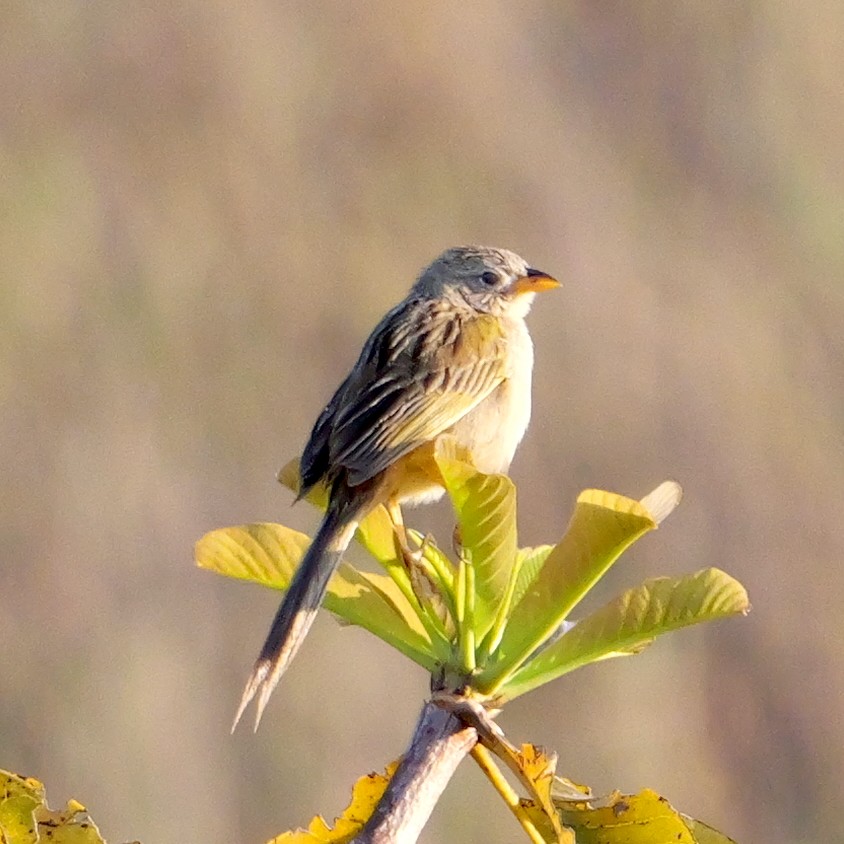 Wedge-tailed Grass-Finch - ML644924642