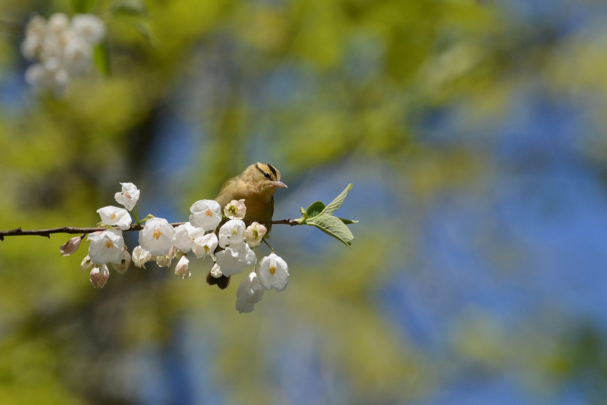 Worm-eating Warbler - ML644924645