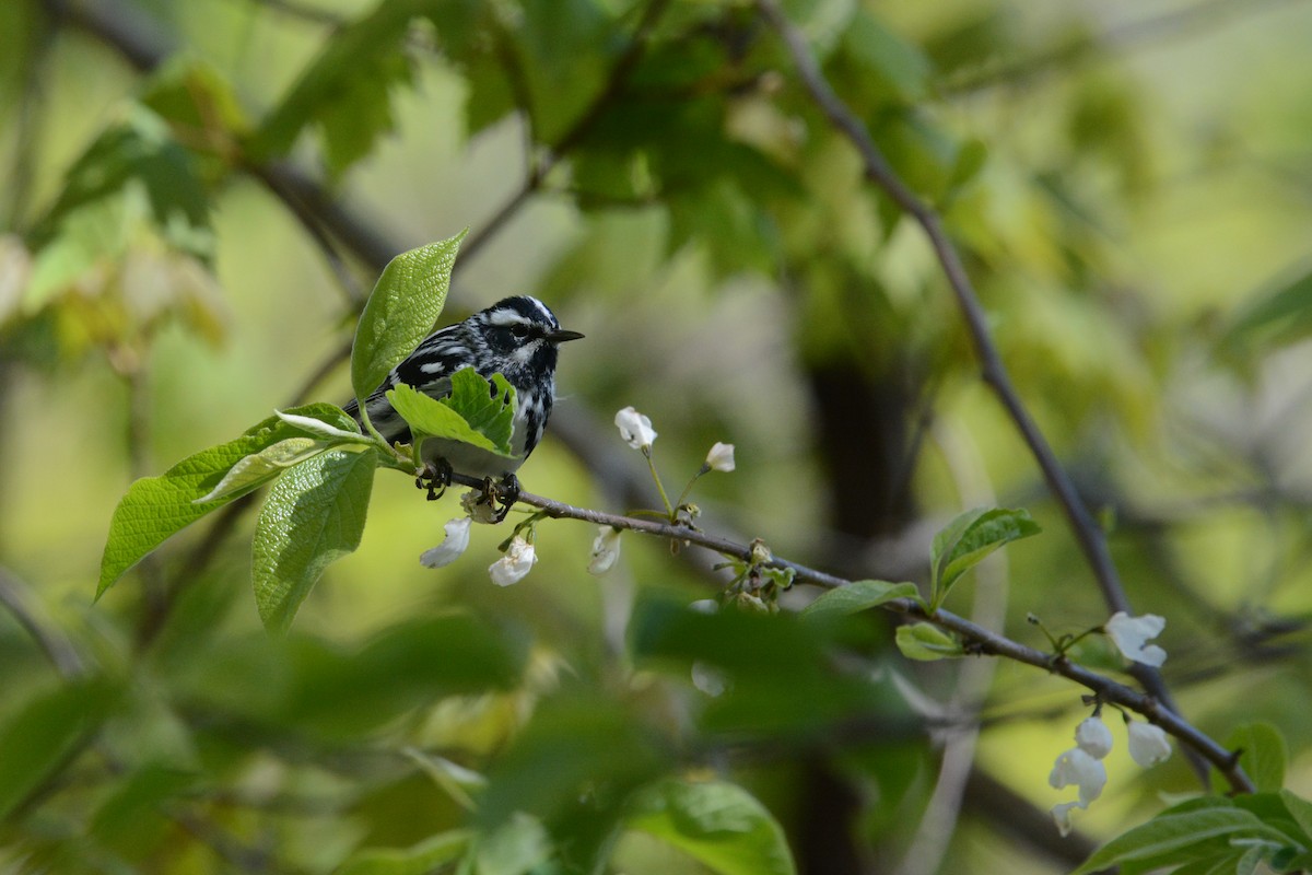 Black-and-white Warbler - ML644924648