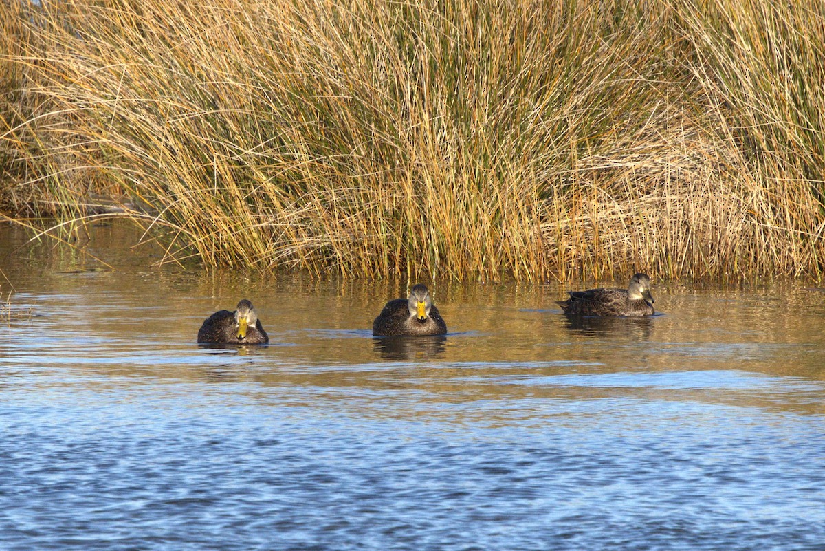 American Black Duck - ML644924651