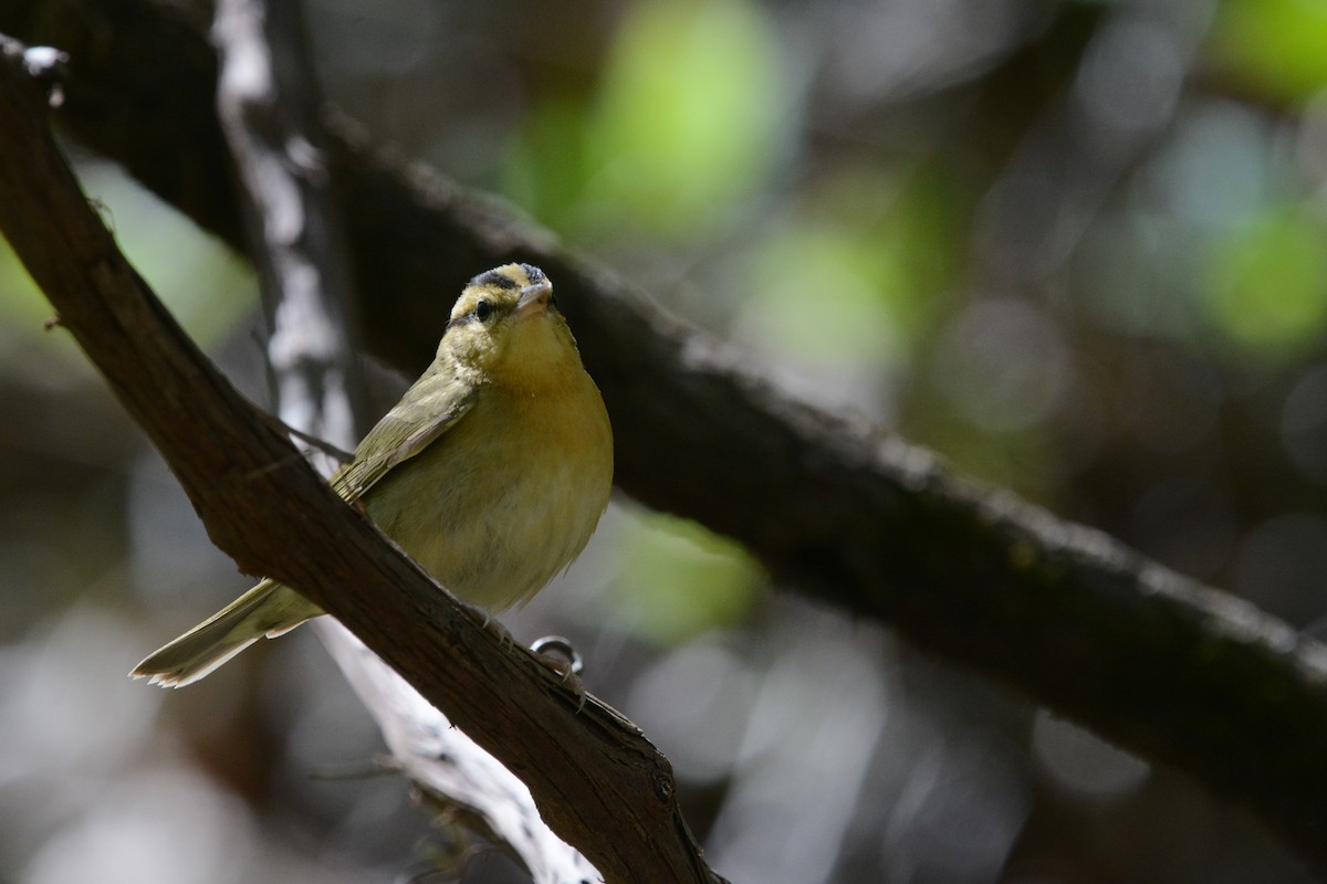 Worm-eating Warbler - ML644924652