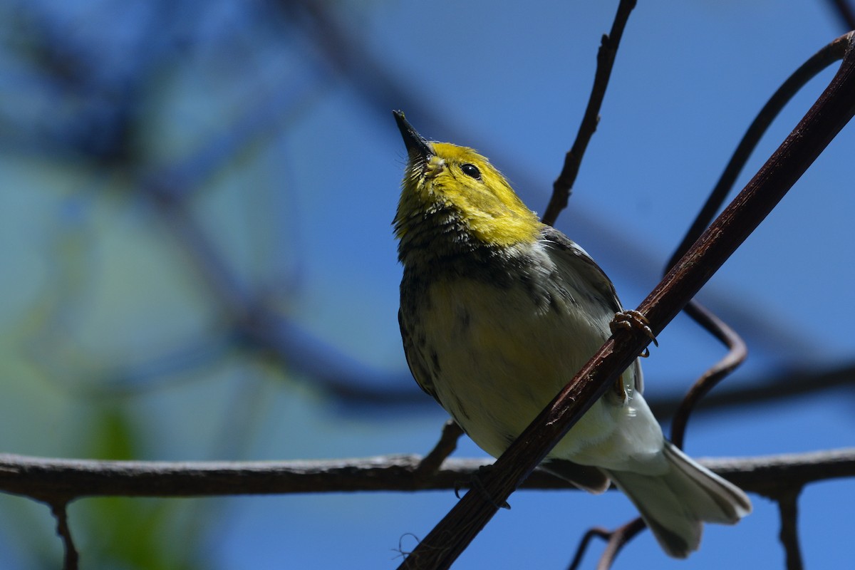 Black-throated Green Warbler - ML644924653