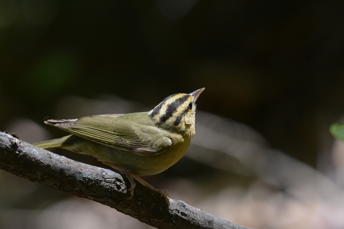 Worm-eating Warbler - ML644924660