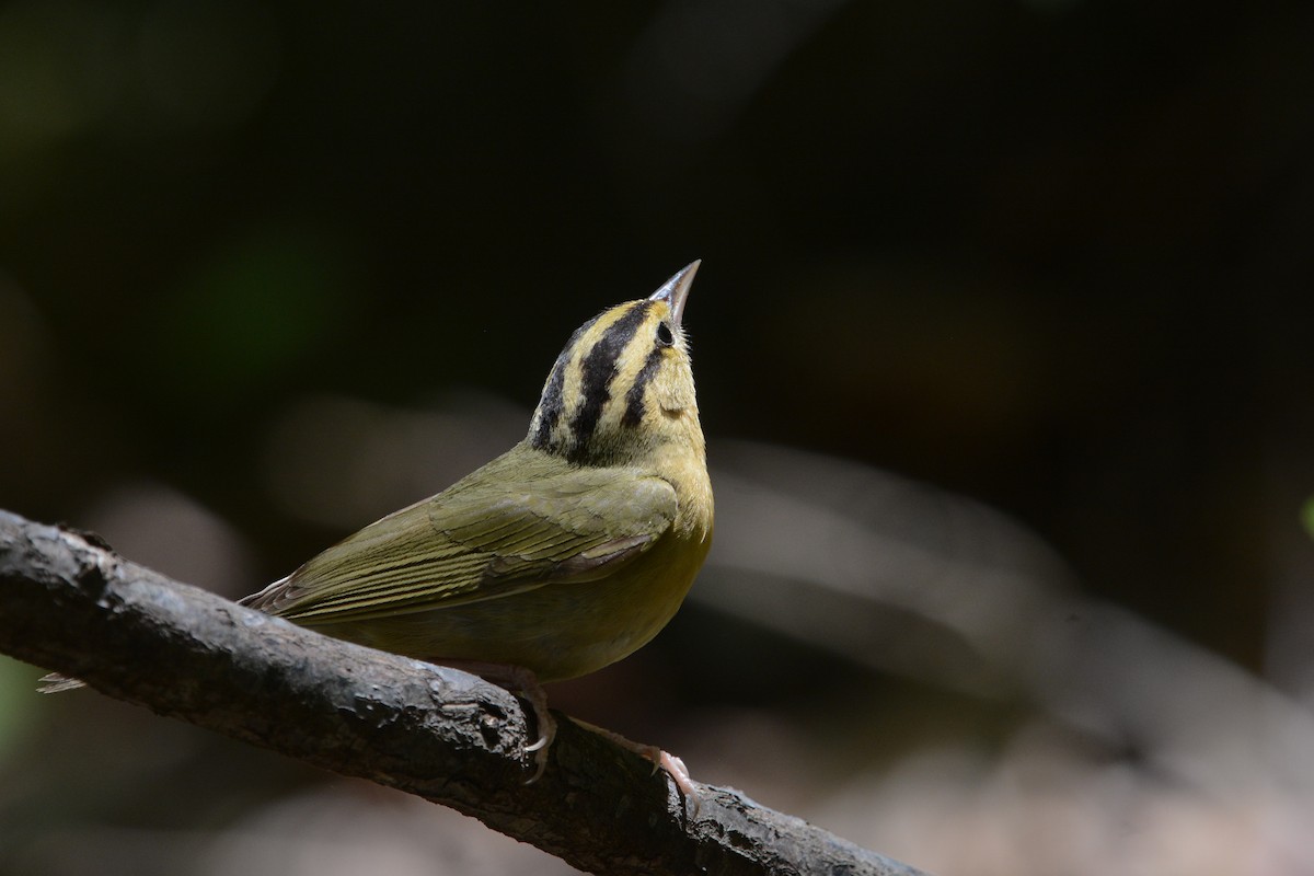 Worm-eating Warbler - ML644924665