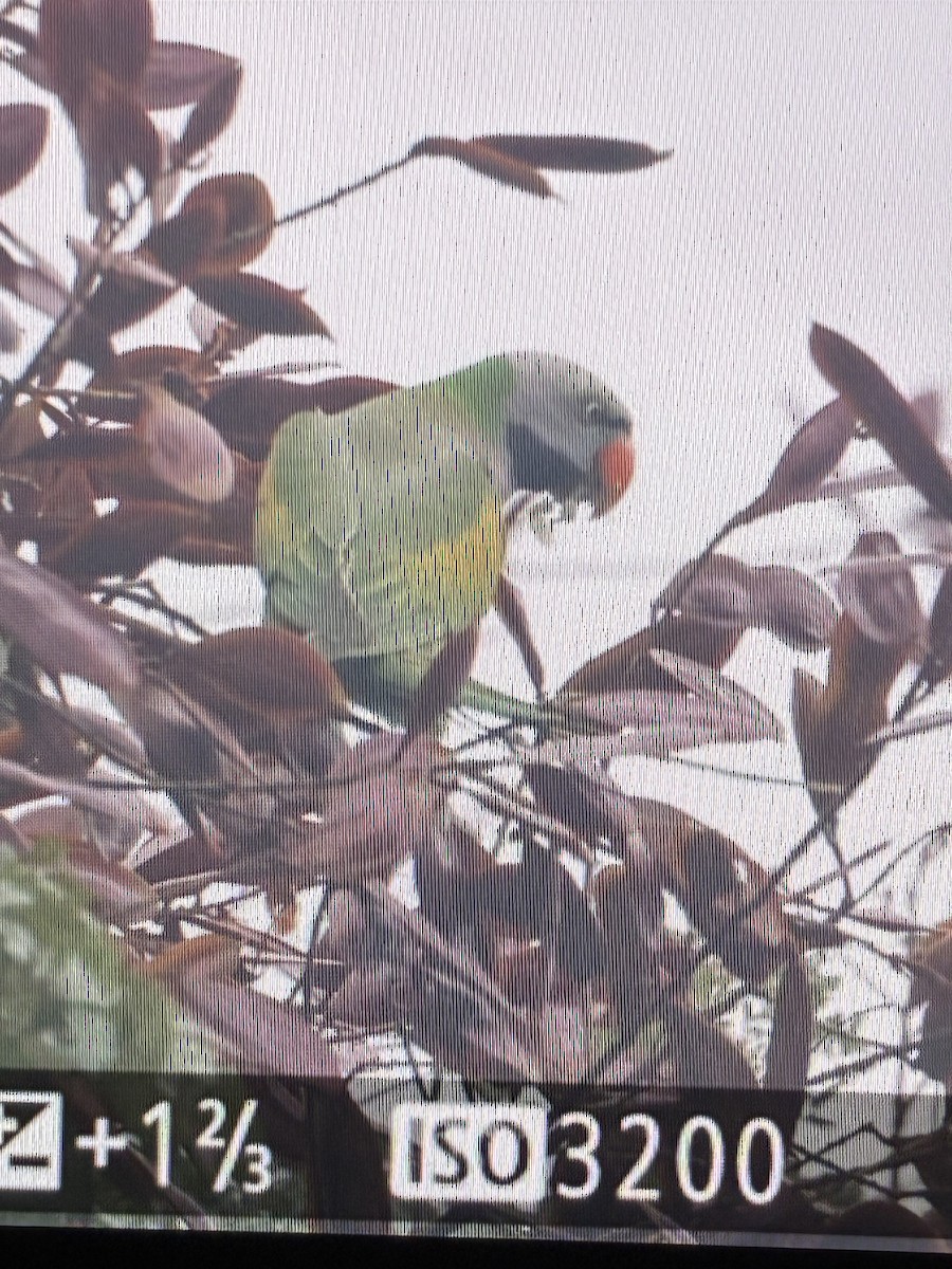 Red-breasted Parakeet - ML644924702