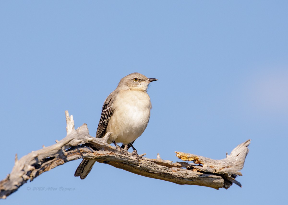 マネシツグミ - ML644924710
