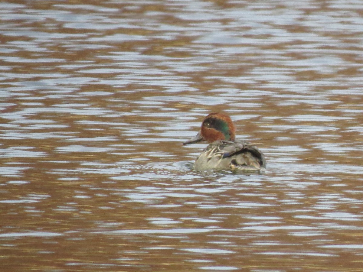 Green-winged Teal - ML644924722